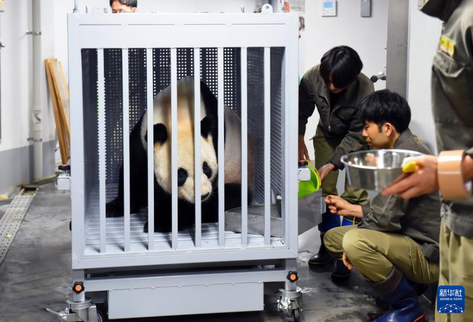 9月29日、東京の上野動物園で、輸送用の檻に入れられたパンダの「比力」（寫真提供?東京動物園協(xié)會）。